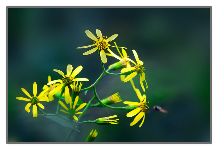 林荫千里光一片灿烂黄