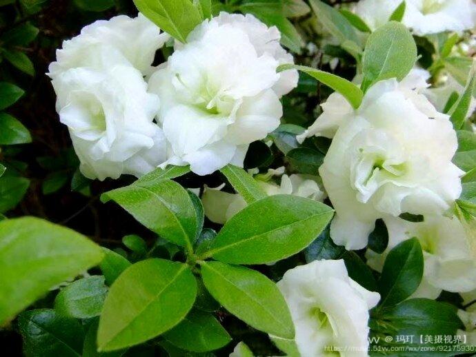 【首发】淡绿色杜鹃花