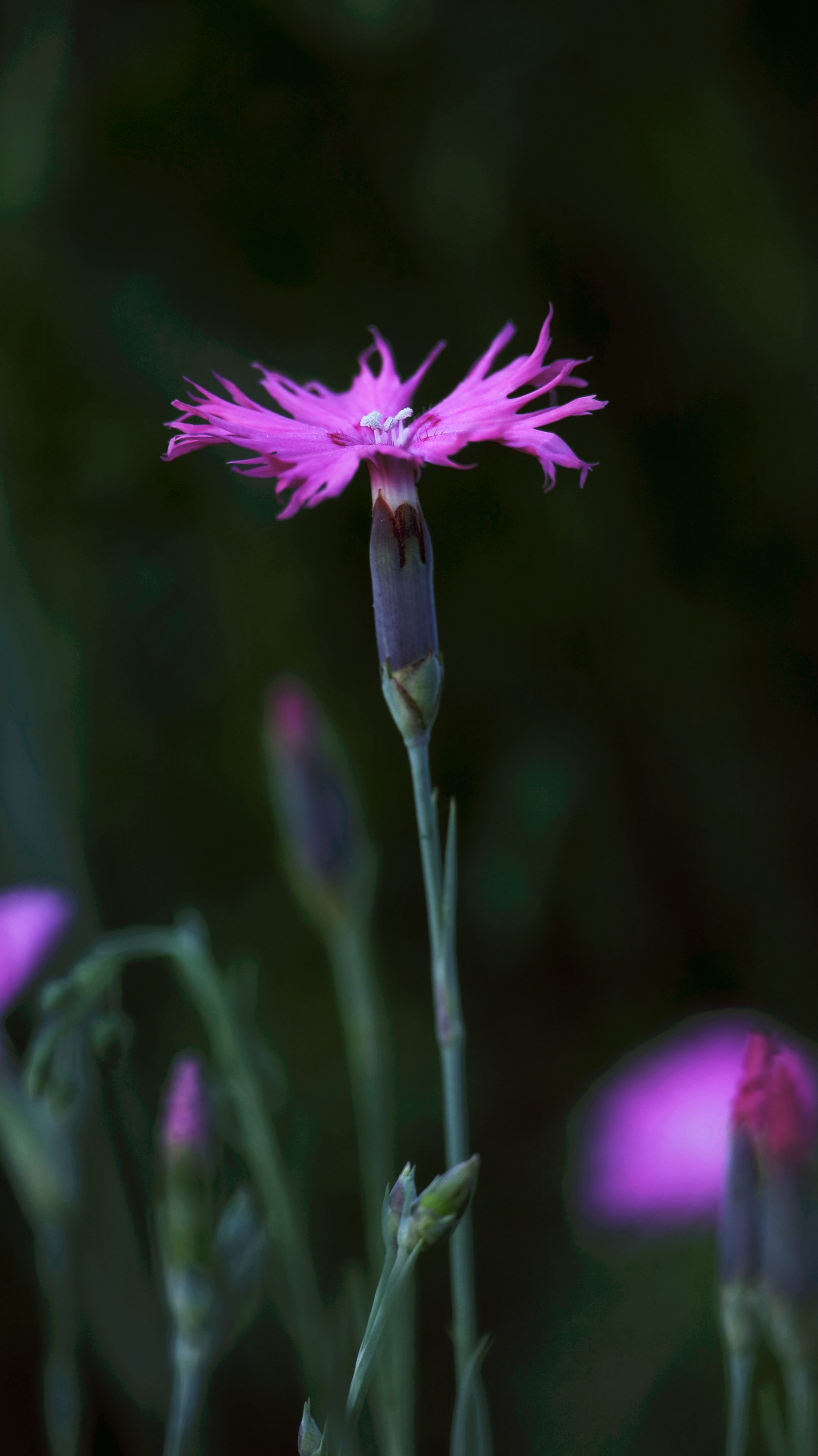 摄影:闻新 文字:参照资料编写