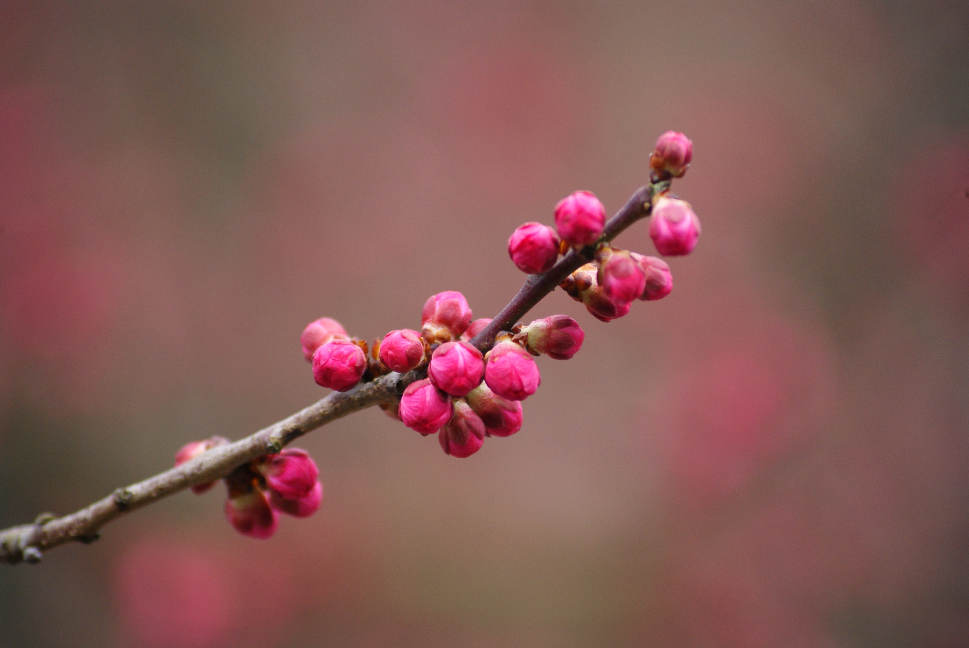 春天的花蕾