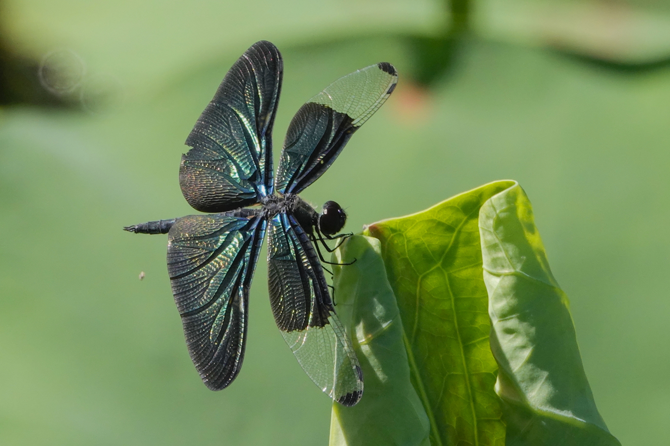 黑丽翅蜻,属蜻科,是一类很原始的昆虫.