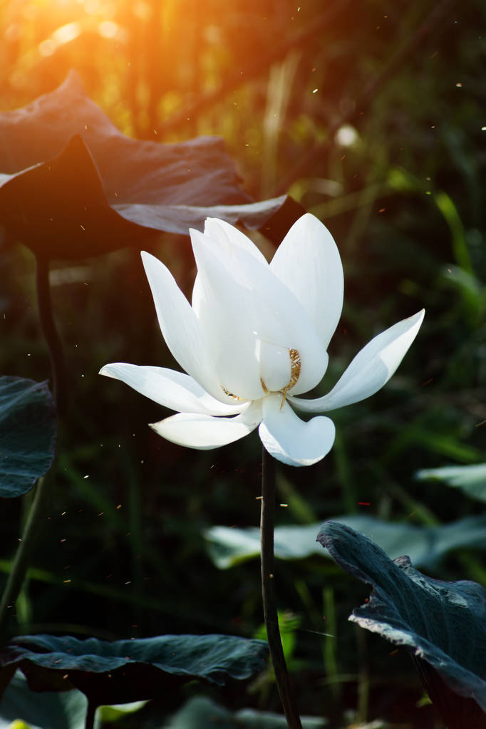 阳光下的白莲花图片图片