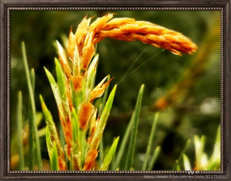 首发三针松的幼芽和花