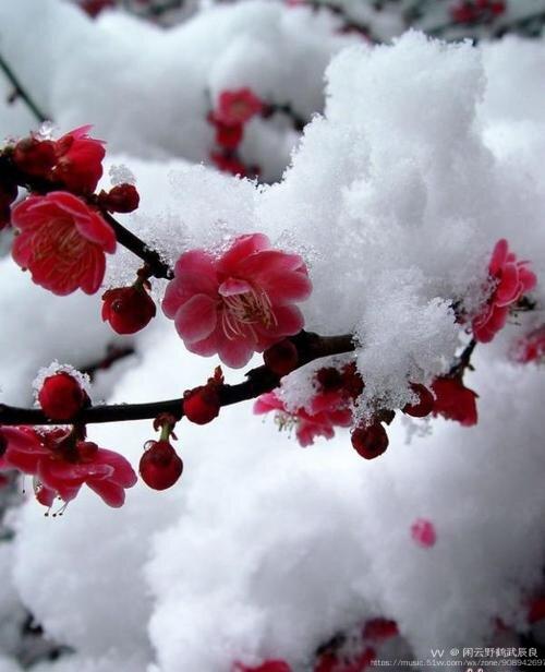 雪中红梅