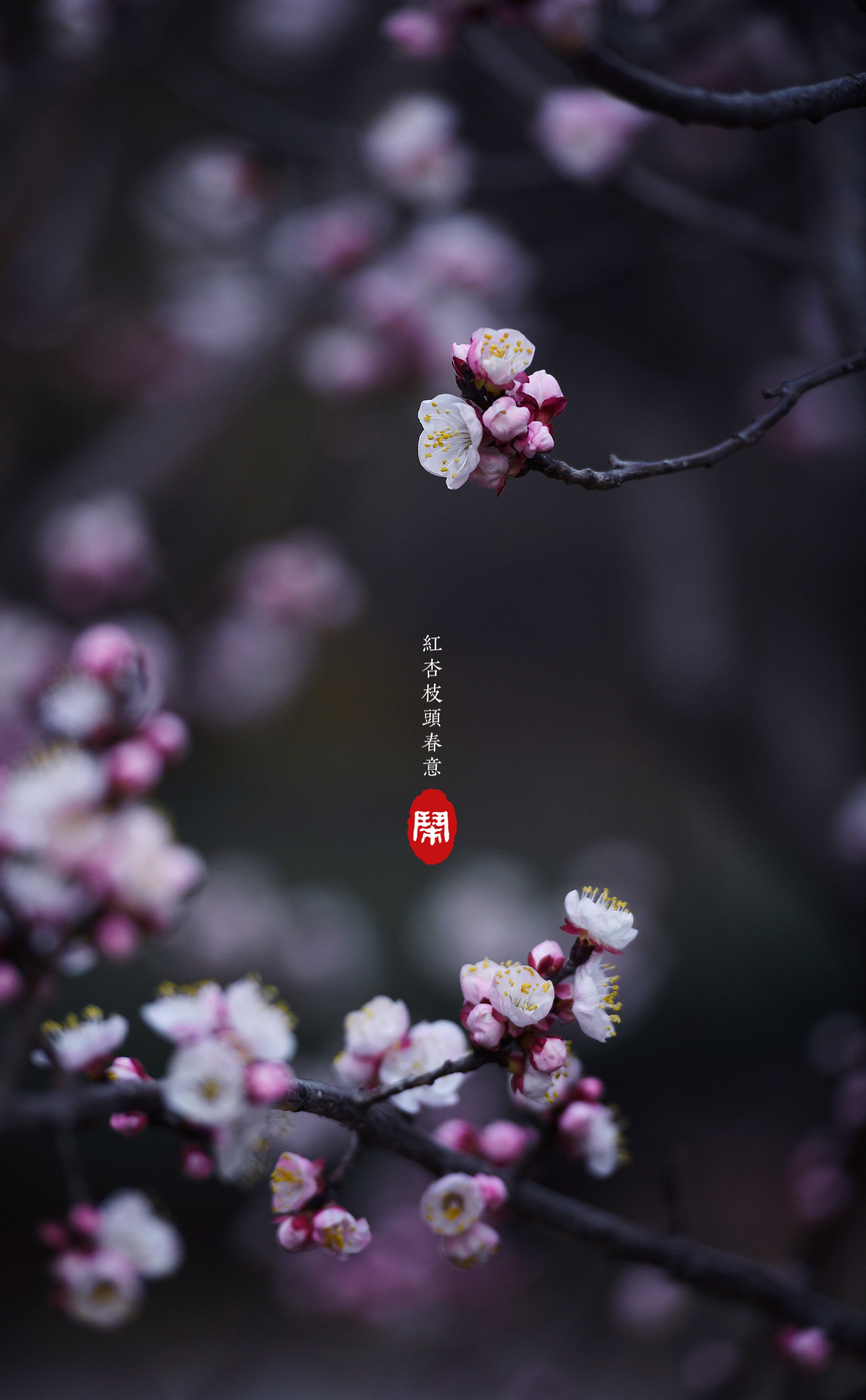 随笔杏花疏影(首发)