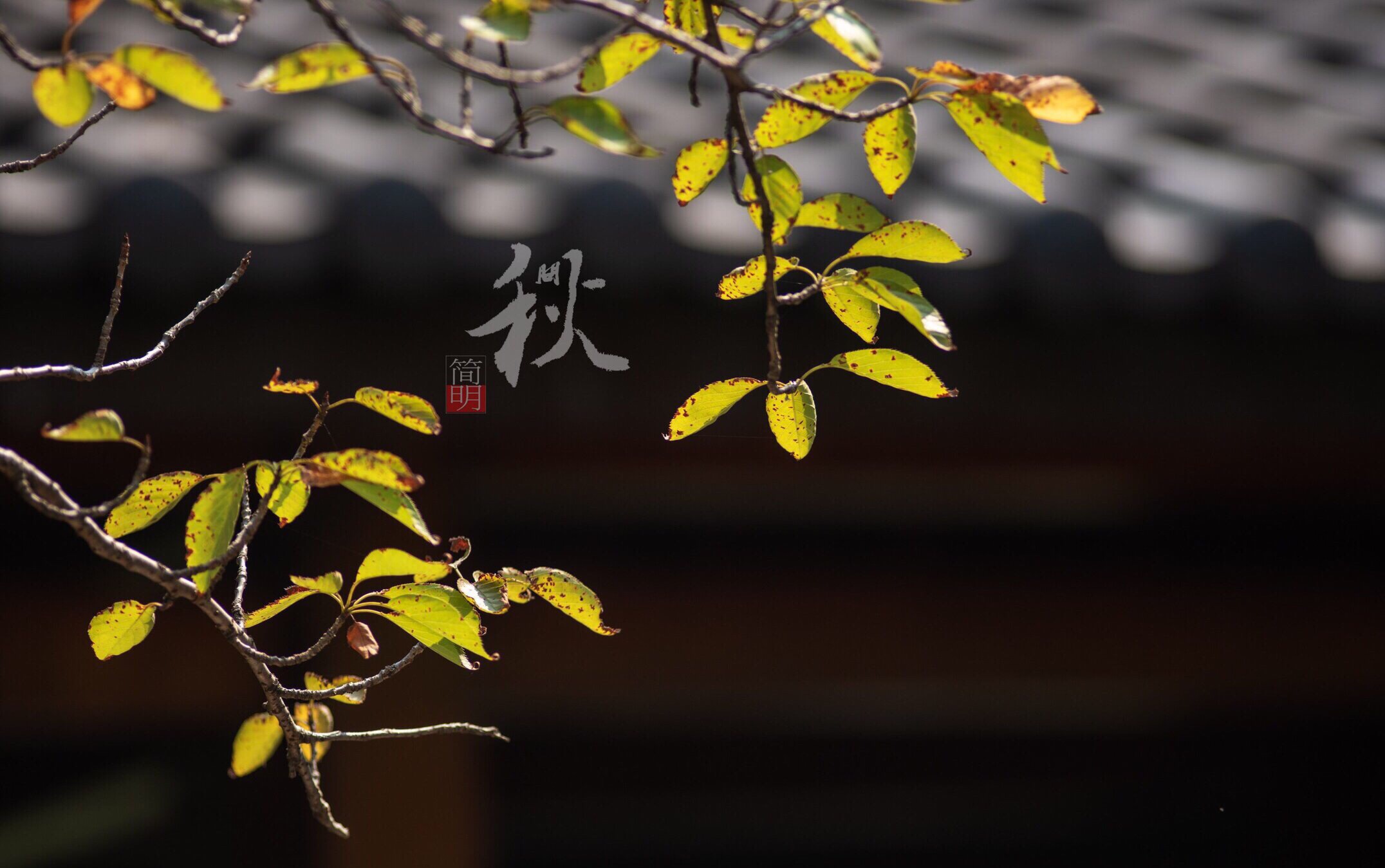 【首发】追忆逝水流年.怀念秋天