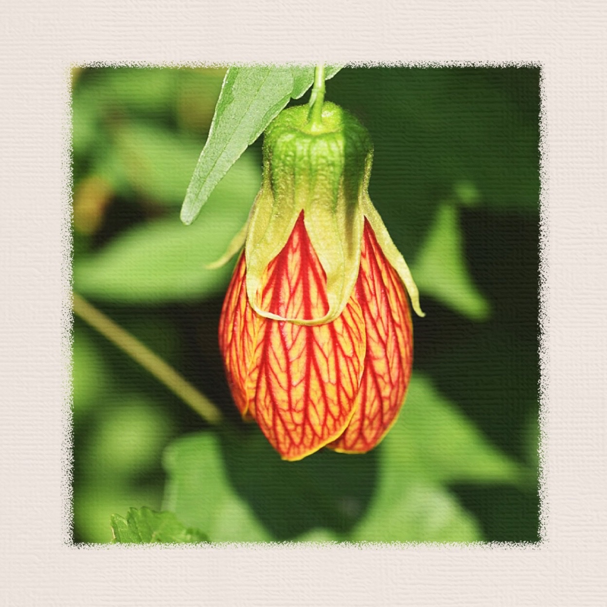 金铃花的花语:喜庆,吉祥,安宁,感恩!也代表著希望,自信.