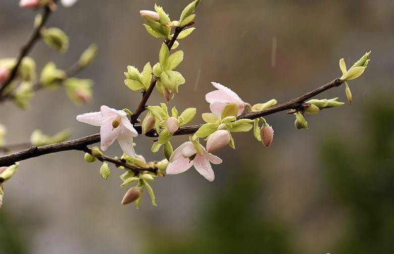 【首发】繁花～陀螺果花
