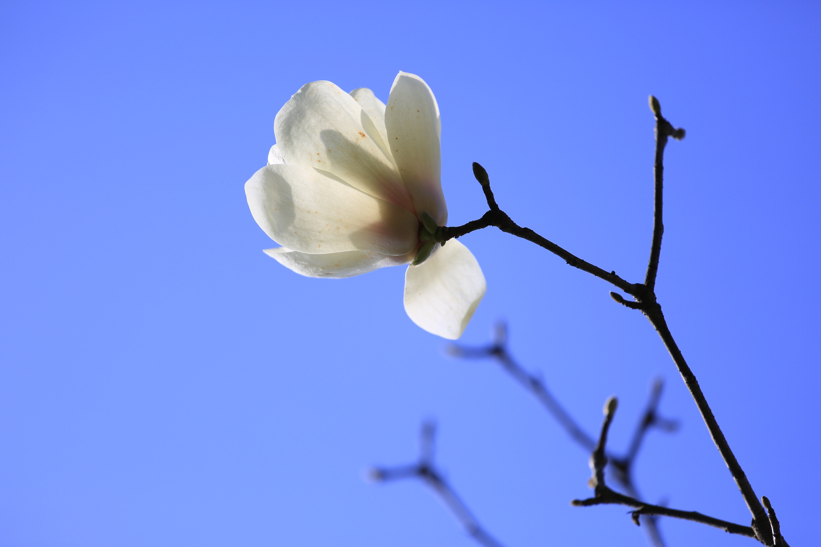 【首发】玉兰花