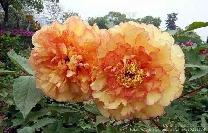 牡丹真国色芳姿百花羞