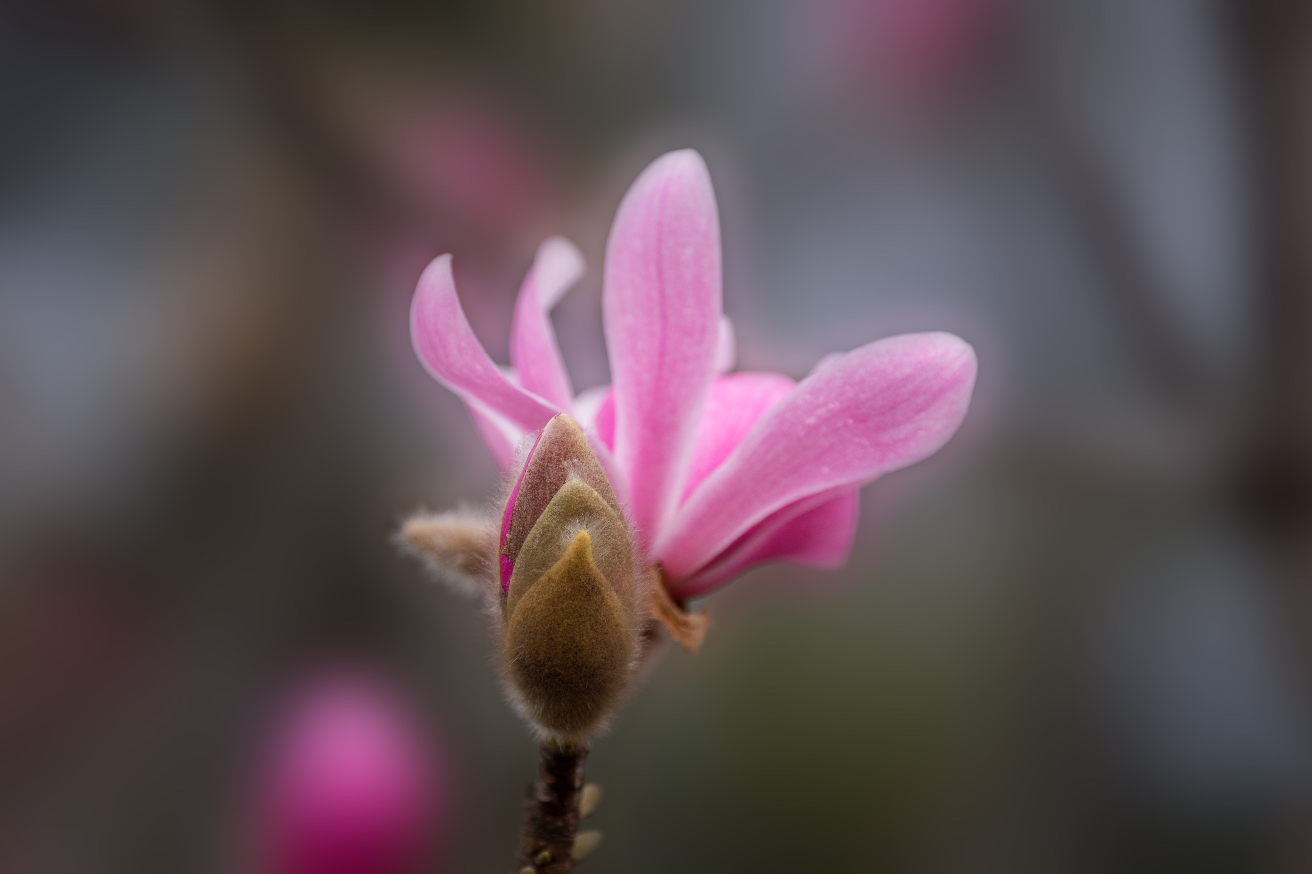 (首发)特红武当玉兰