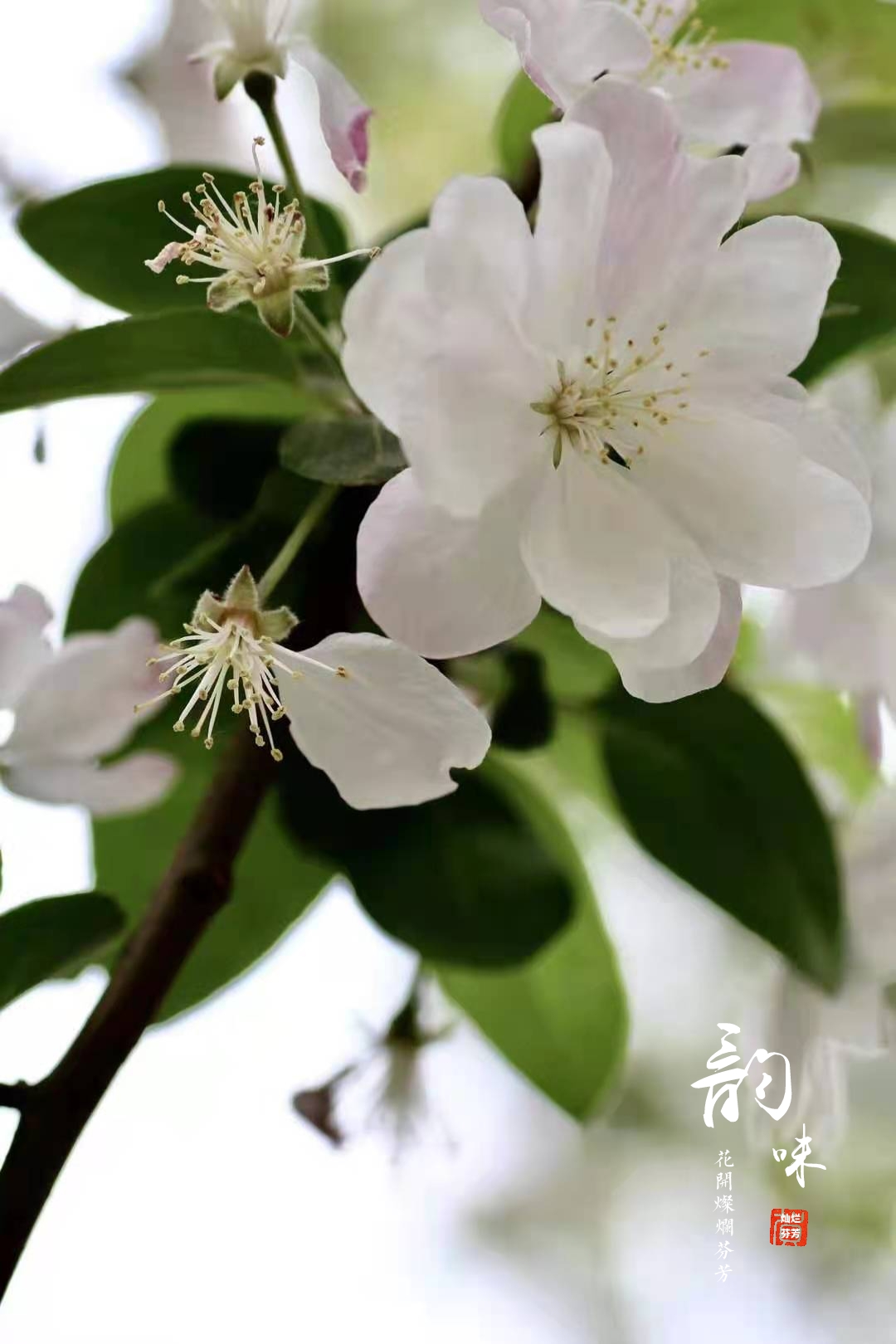 【谢新恩 晚唐五代·李煜 樱花落尽阶前月,象床愁倚熏笼.