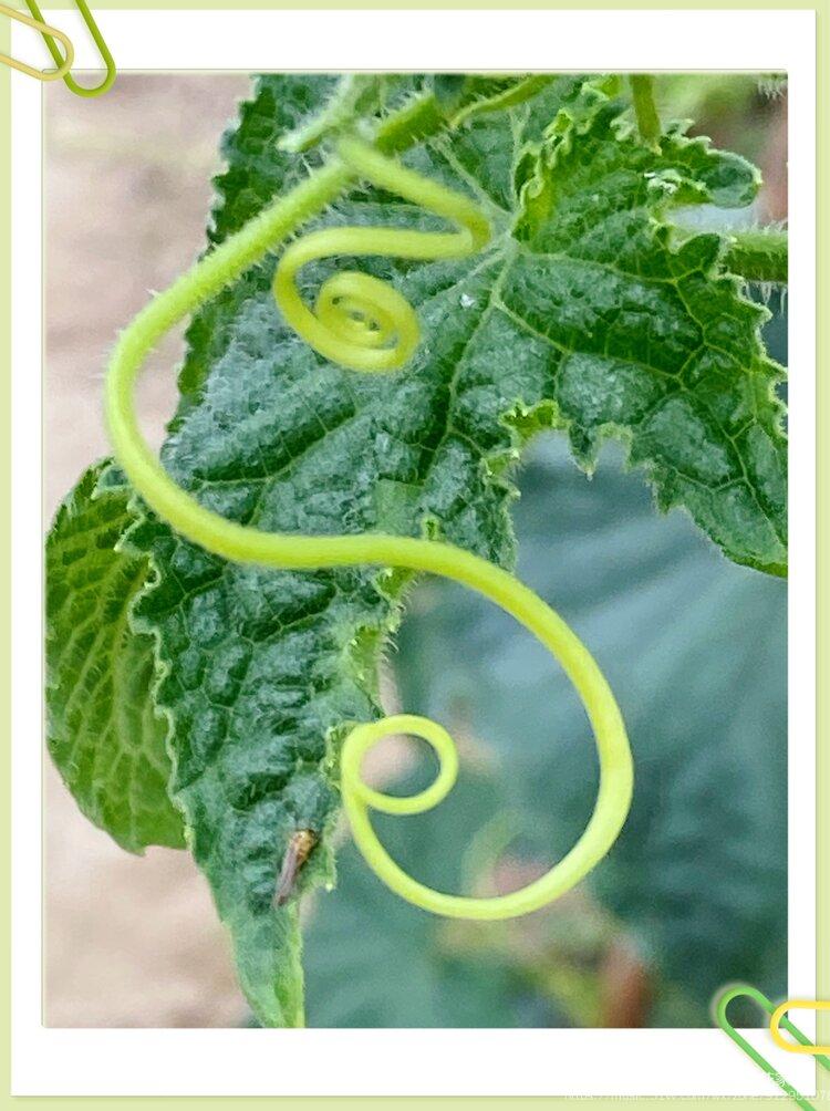 微距下的黄瓜藤首发