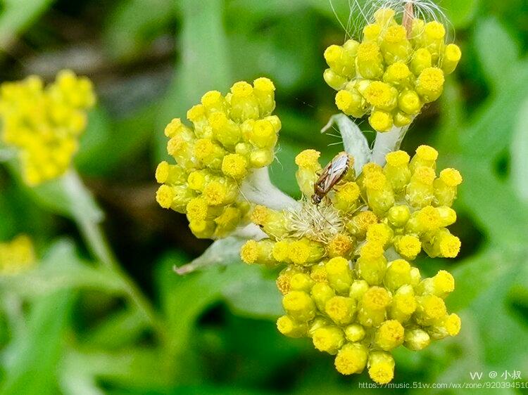 首发微距鼠耳草一