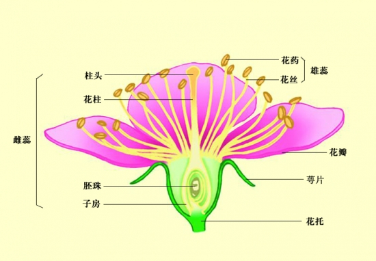 花瓣的结构层次图片