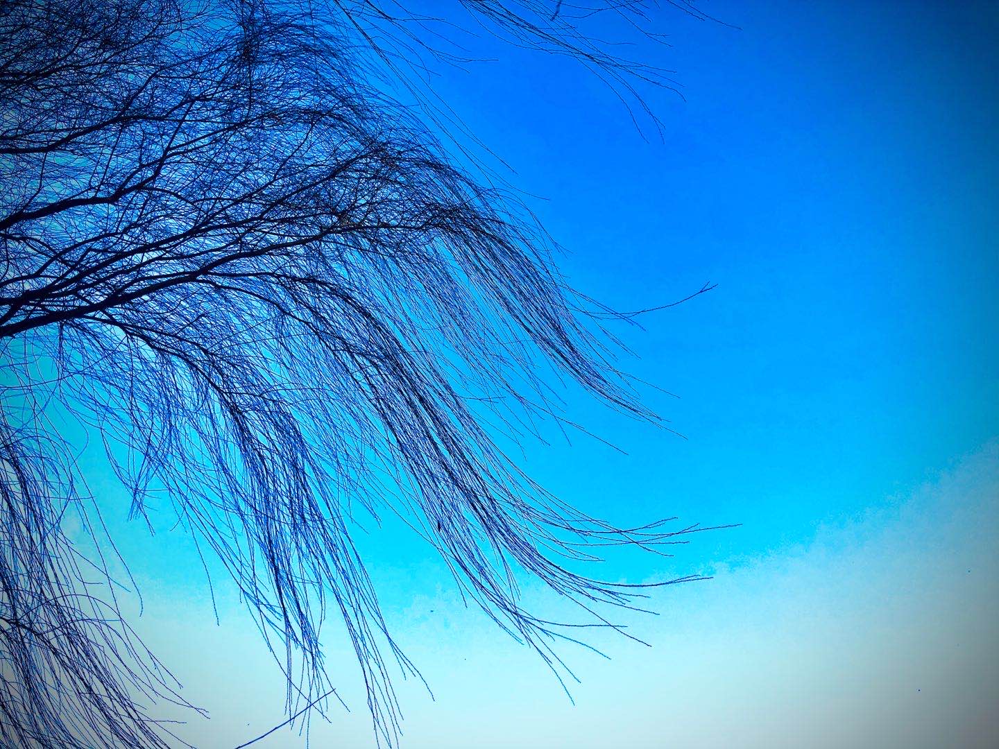 风如人生(原创)