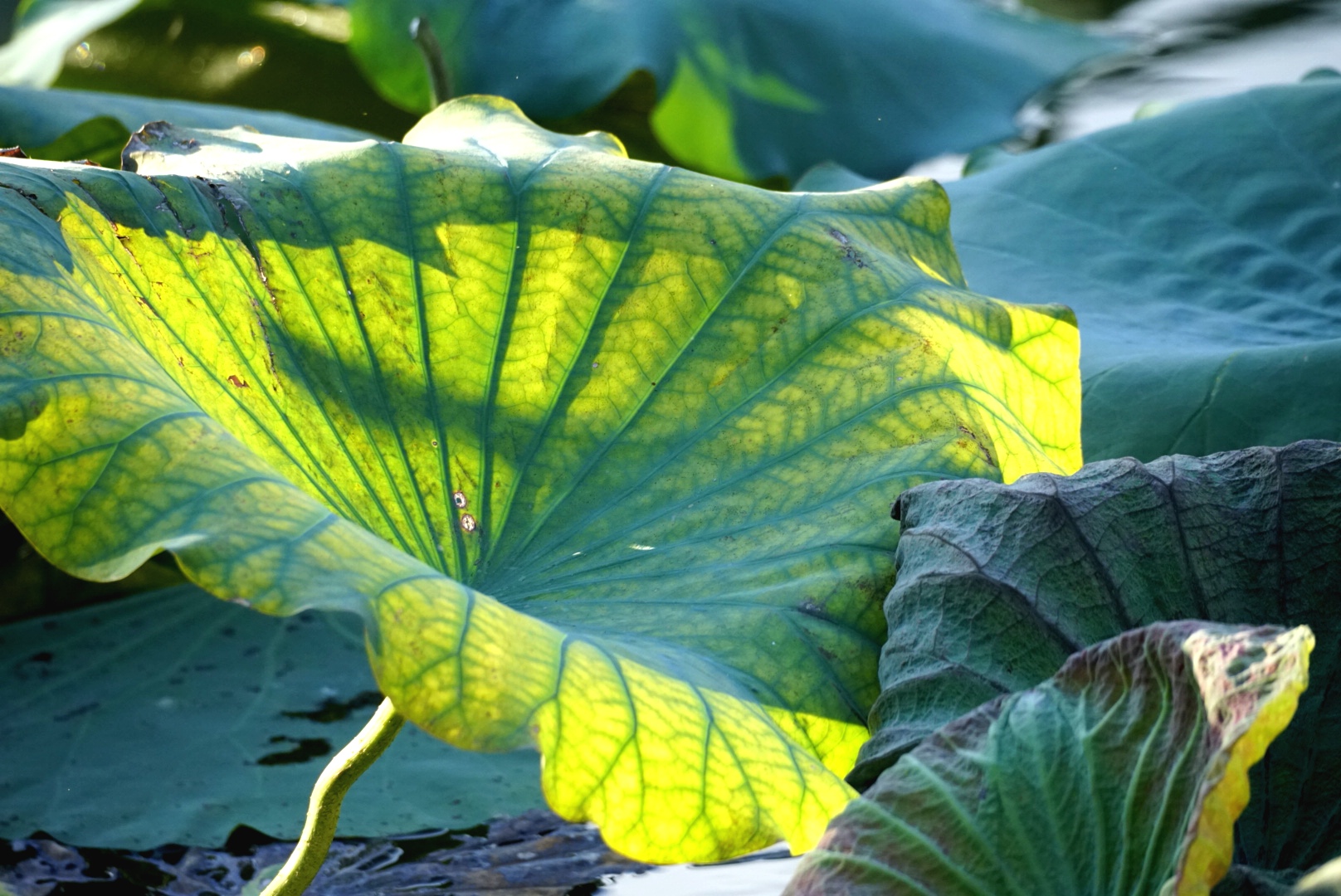 秋荷叶色【首发】