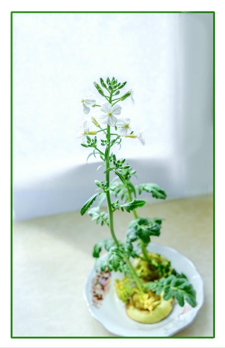 我的白萝卜花