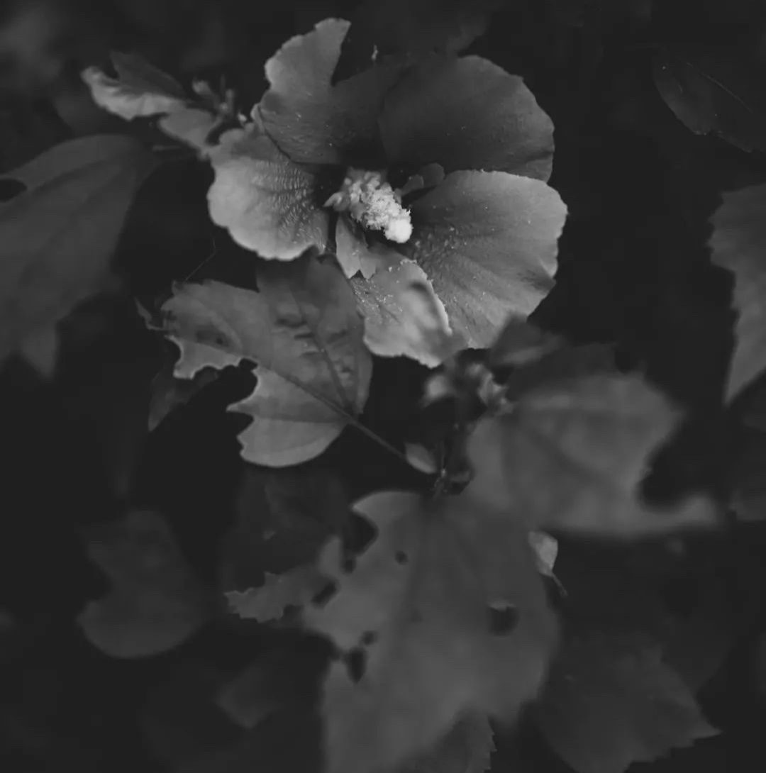 黑白照片与我最近的生活