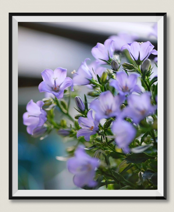 原创首发感恩花风铃草