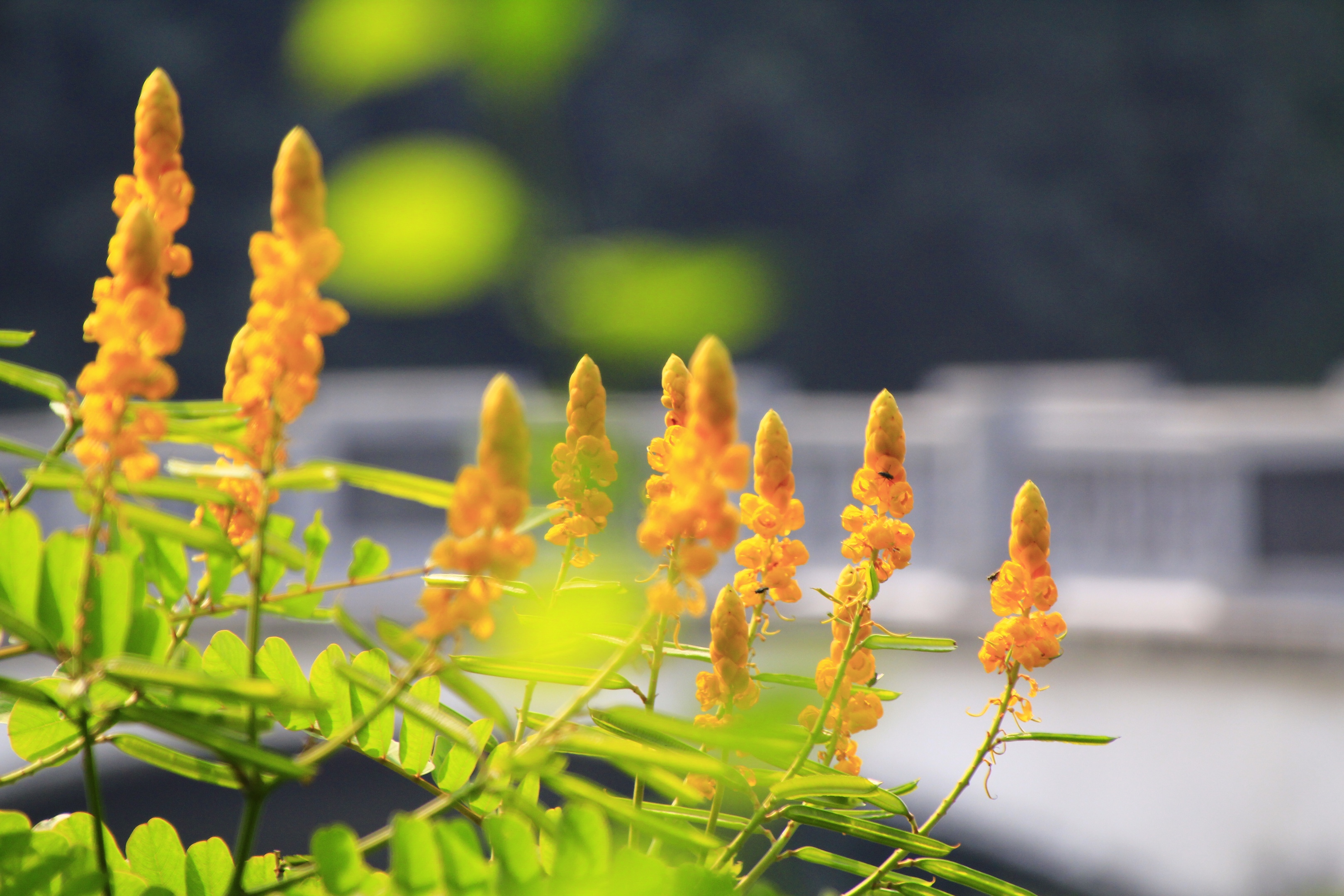 绝尘的花簪～翅荚决明(vv首发)