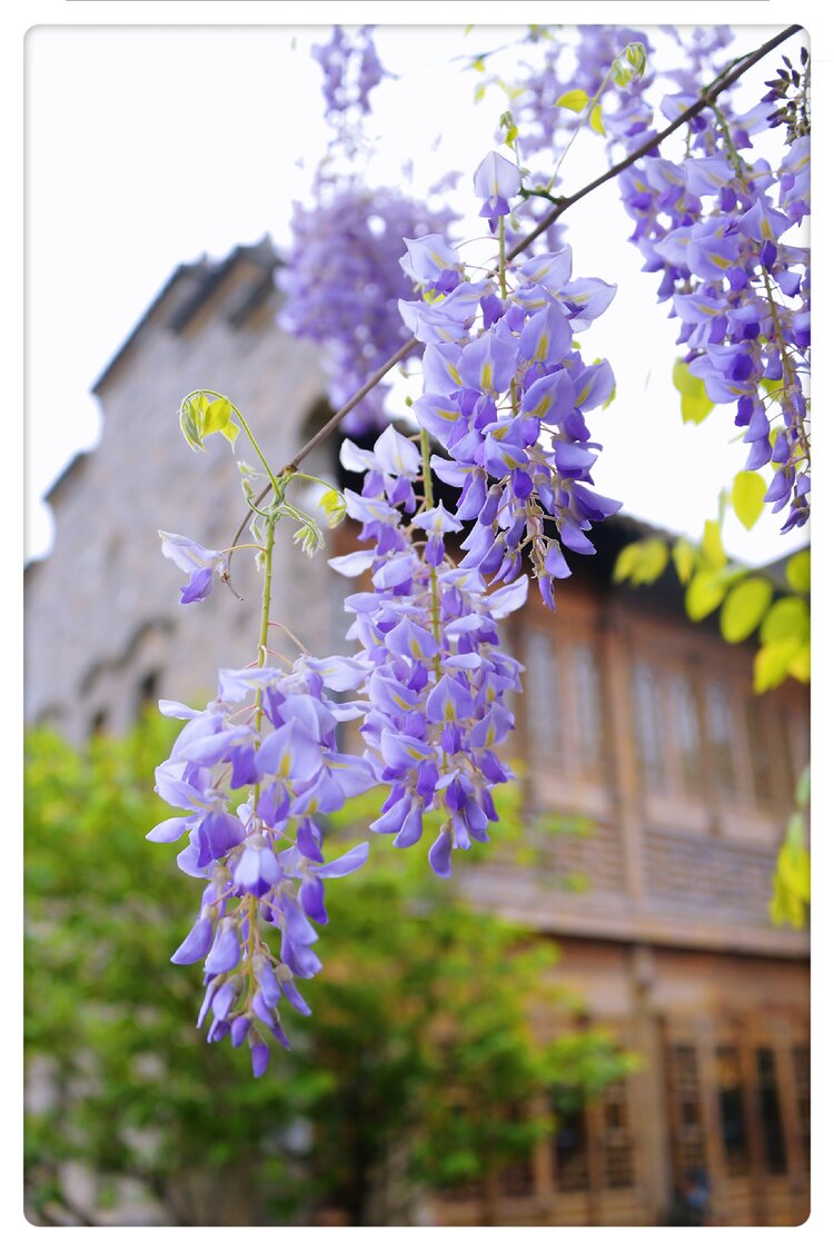 紫藤花古风图片