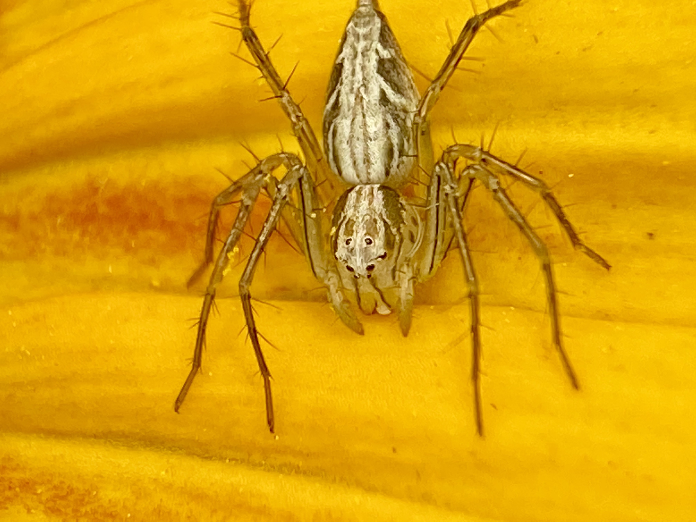 【首发】微距昆虫～拉蒂松猫蛛(四)