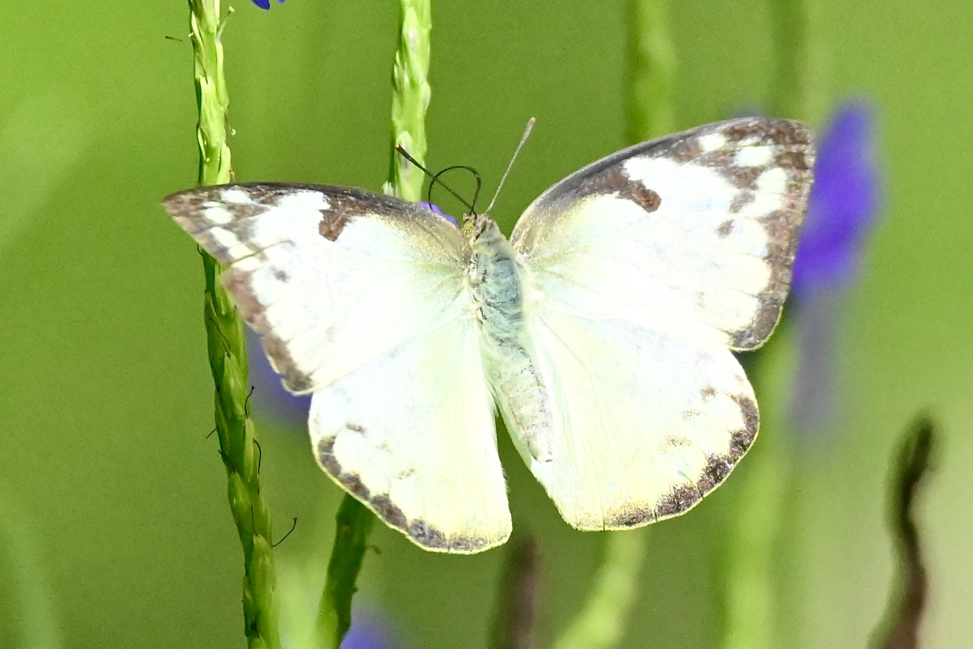 迁粉蝶〔首发〕