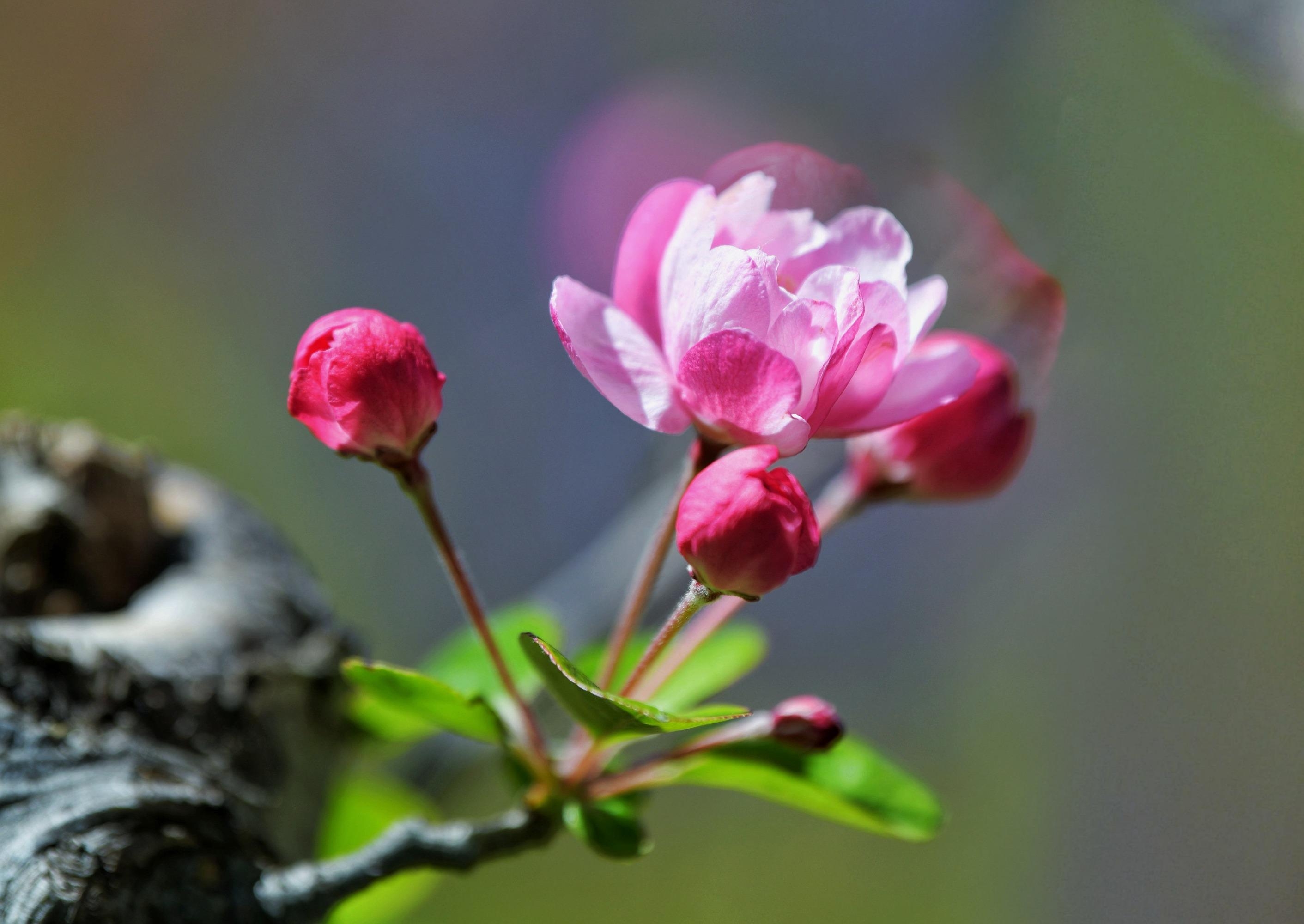 海棠花開嬌豔動人,一般的海棠花無香味,即使是海棠中的上品---西府