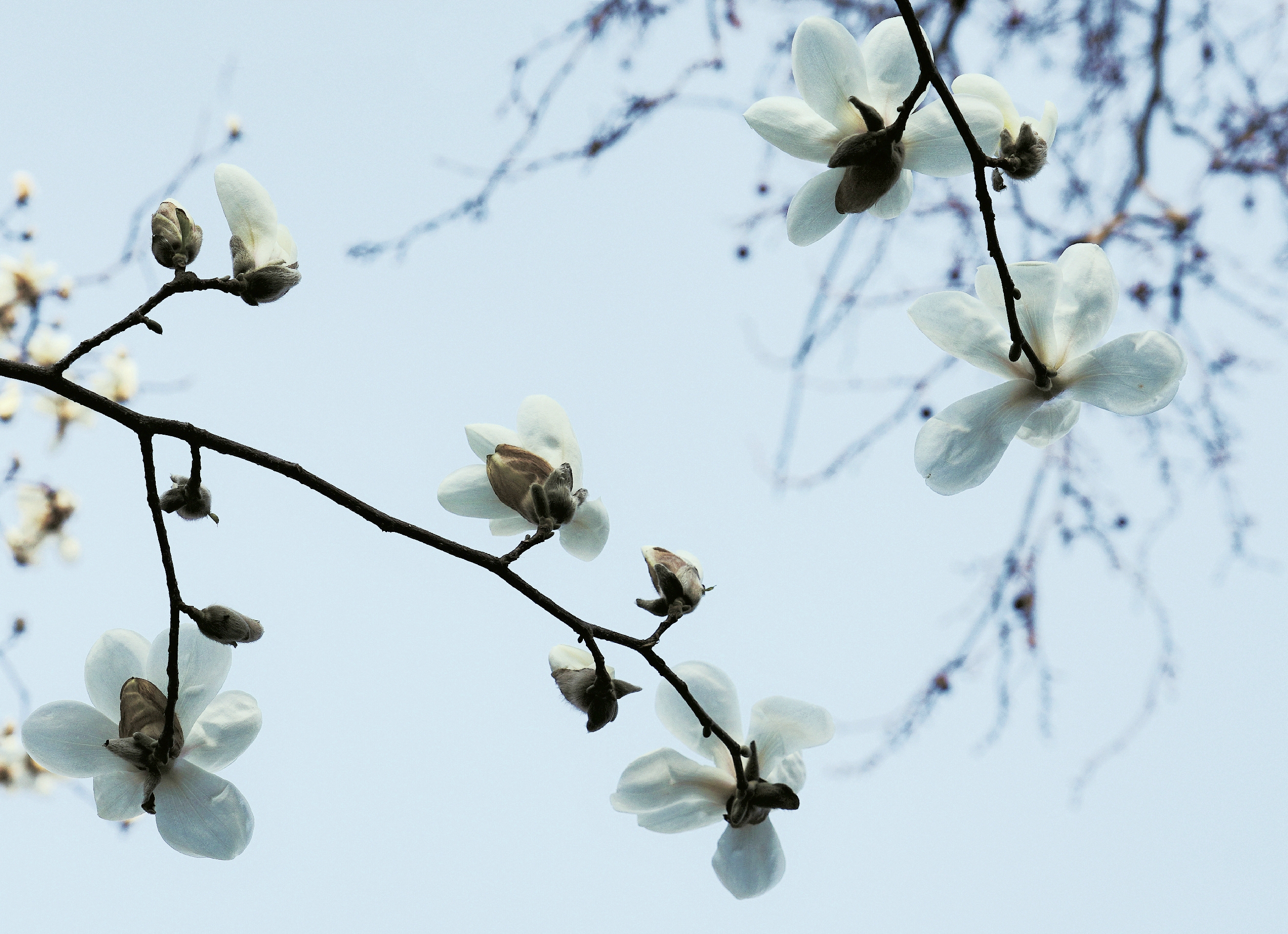 玉兰花香【原创首发】