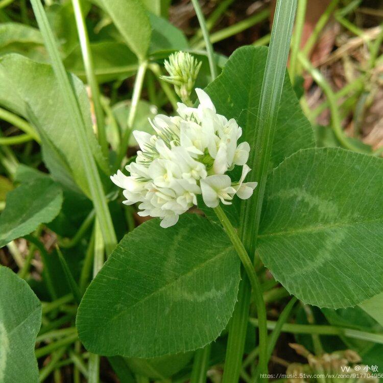 白三叶又叫白车轴草,白花三叶草,白三草,车轴草,荷兰翘摇等,是豆科