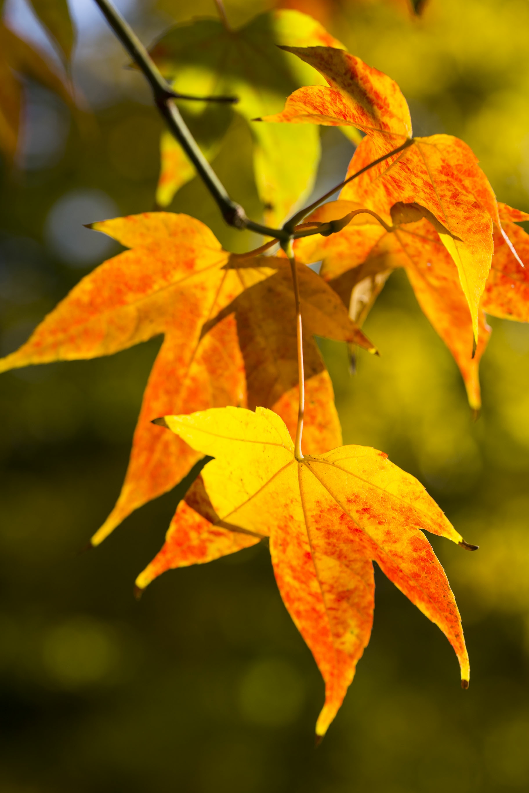 北边北 夏暑未消枫叶黄, 风吹早晚己见凉.