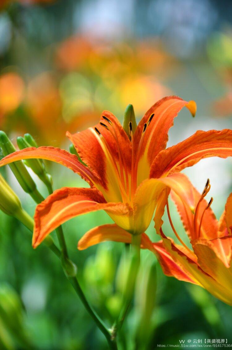 萱草花有遗忘的爱,爱的忘却,放下他(她)的含义,寓意着忘记之前的种种