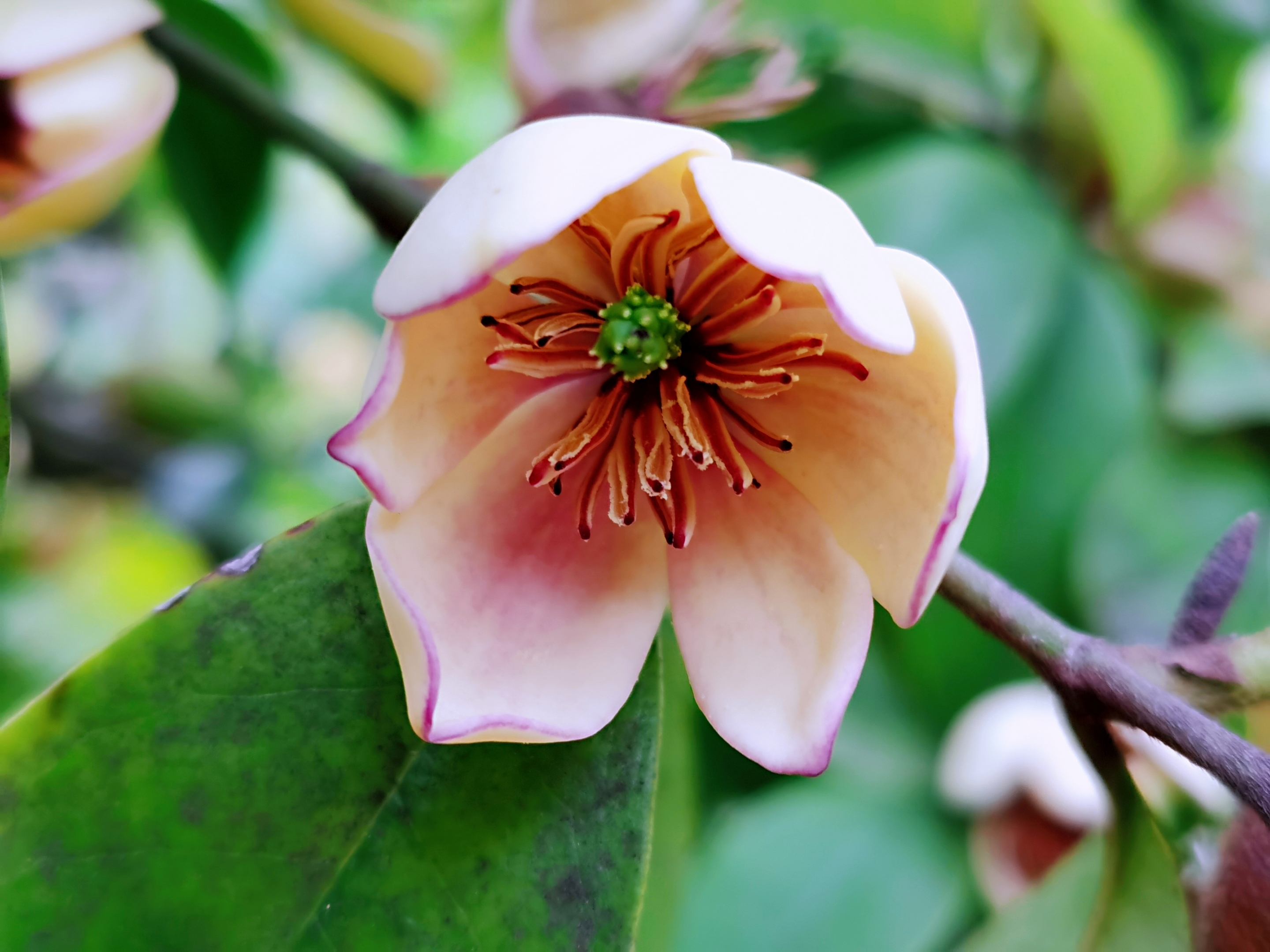 含笑花【首发】