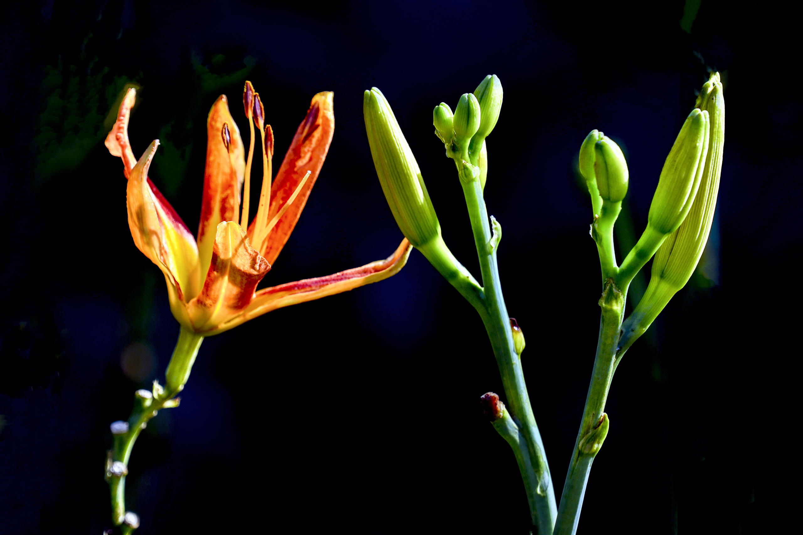 【首发】重瓣萱草花(2)