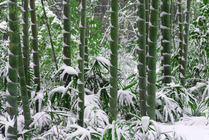 东北最耐寒的竹子图片