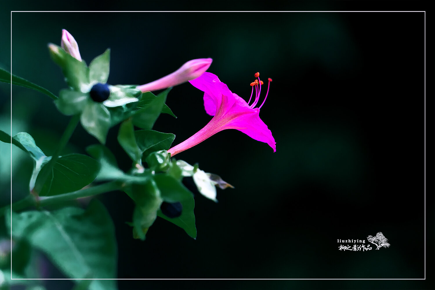 紫茉莉花