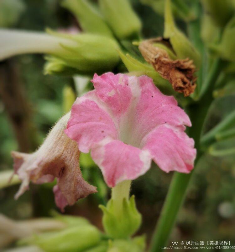 菸草花首發