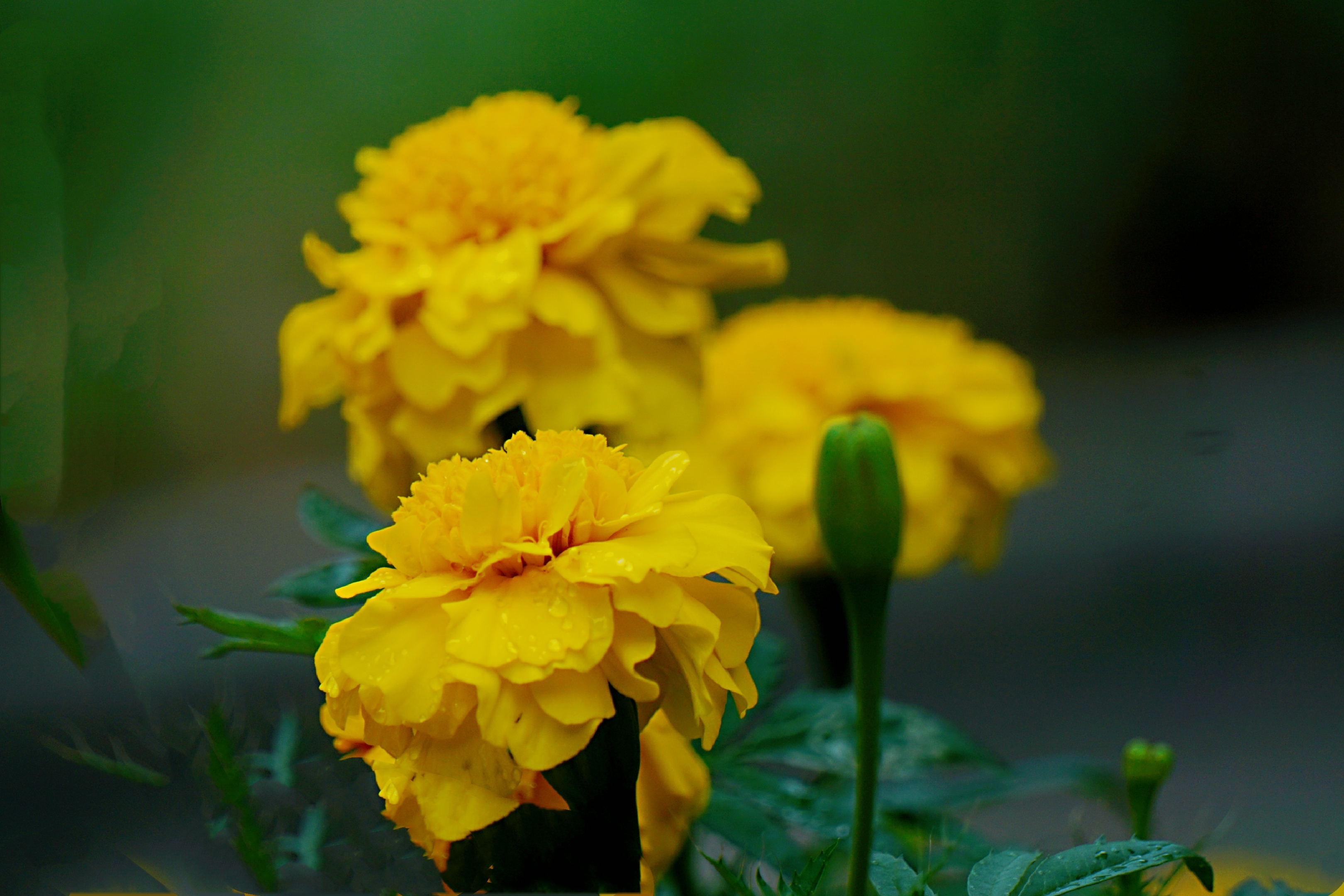 万寿菊是一种常见的园林绿化花卉,其花大,花期长,常用来点缀