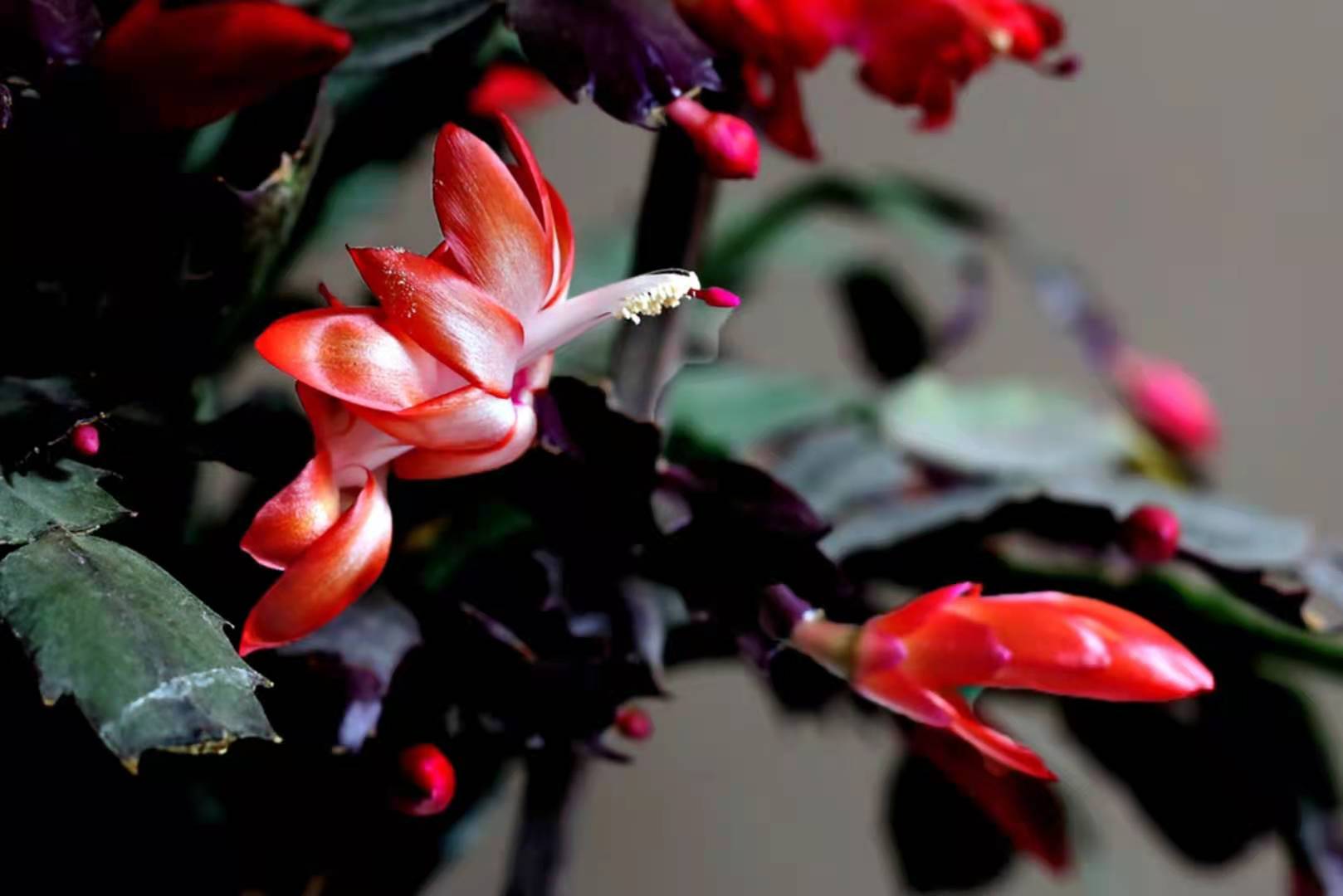 冬日里的一抹春色一蟹爪花