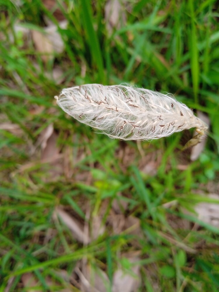 微距风中摇曳的毛草花首发