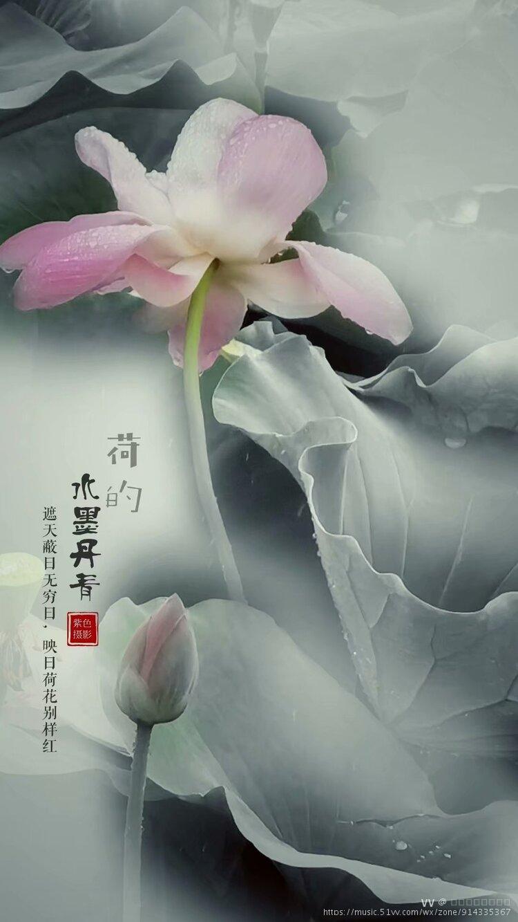 首发荷的水墨丹青