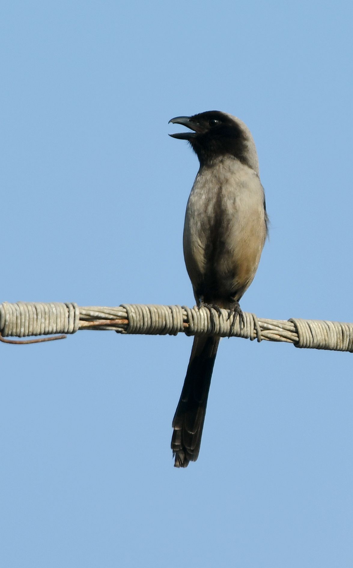 黑伯劳(棕背伯劳亚种)【首发】