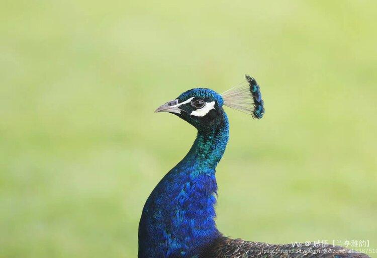 蓝孔雀雌性图片
