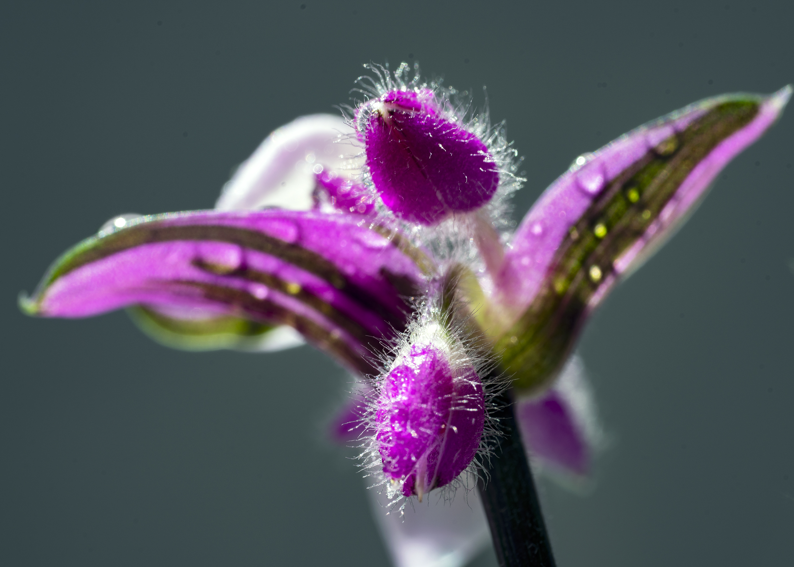 【首发】吊竹梅开花了