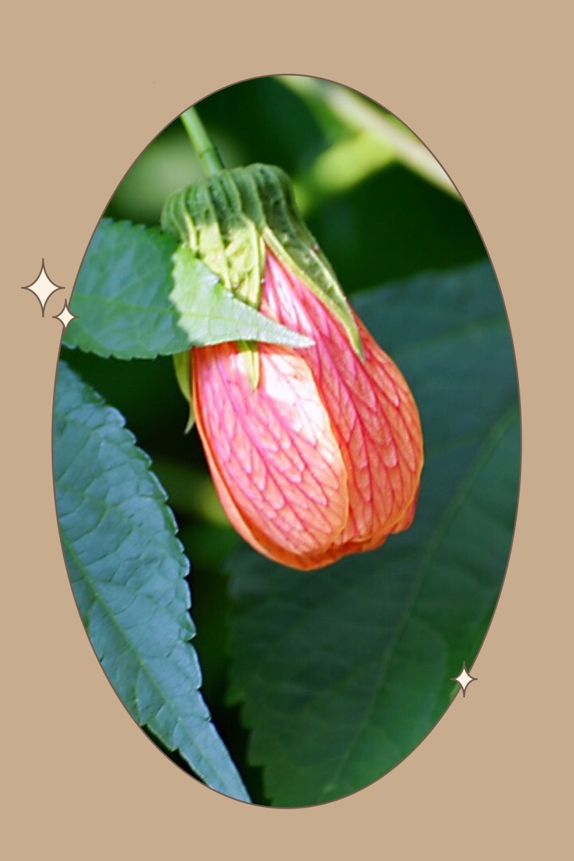 金铃花的花语:喜庆,吉祥,安宁,感恩!也代表著希望,自信.