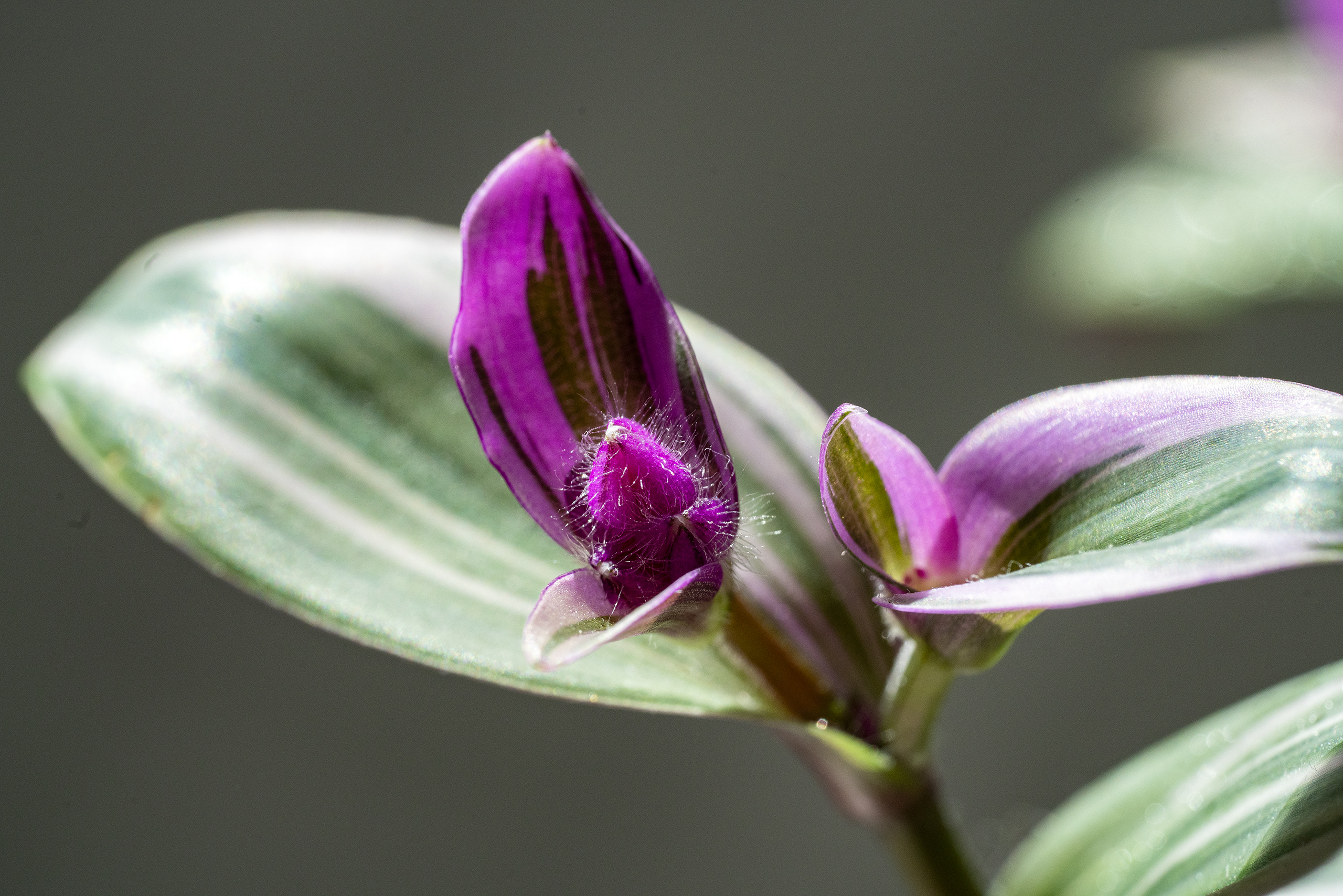【首发】吊竹梅开花了