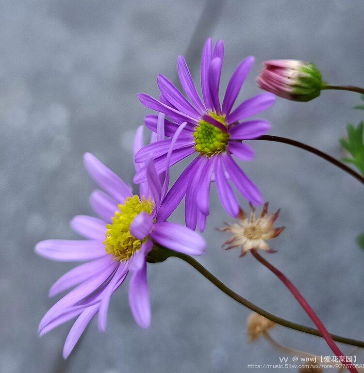 美美的紫苑花首发