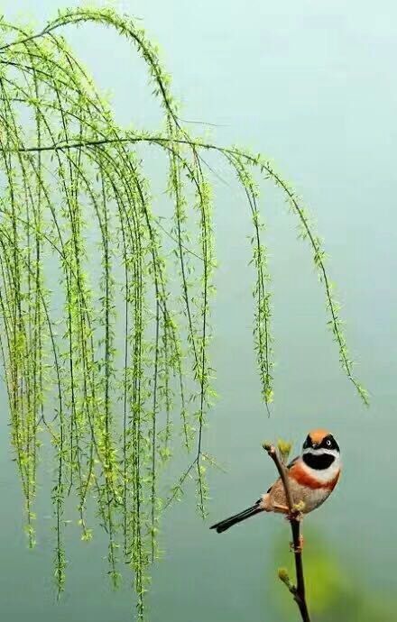 柳枝轻抒.春天的故事