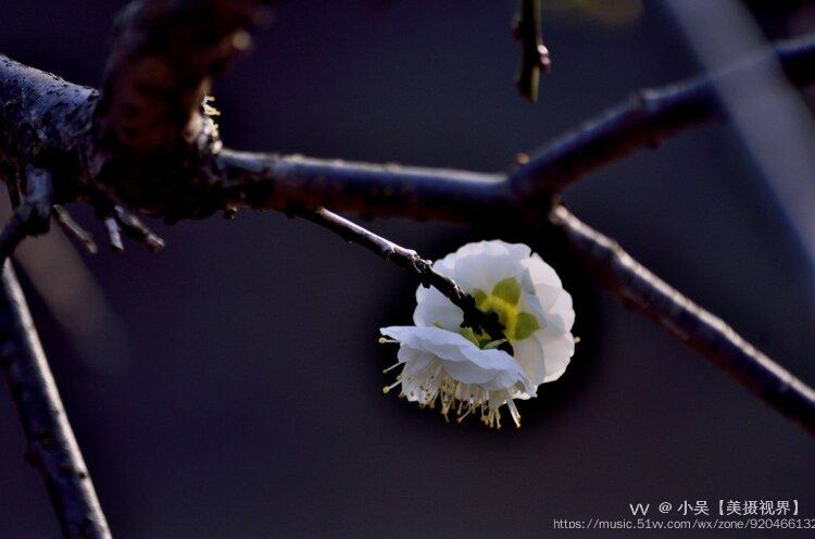 双碧垂枝梅续首发